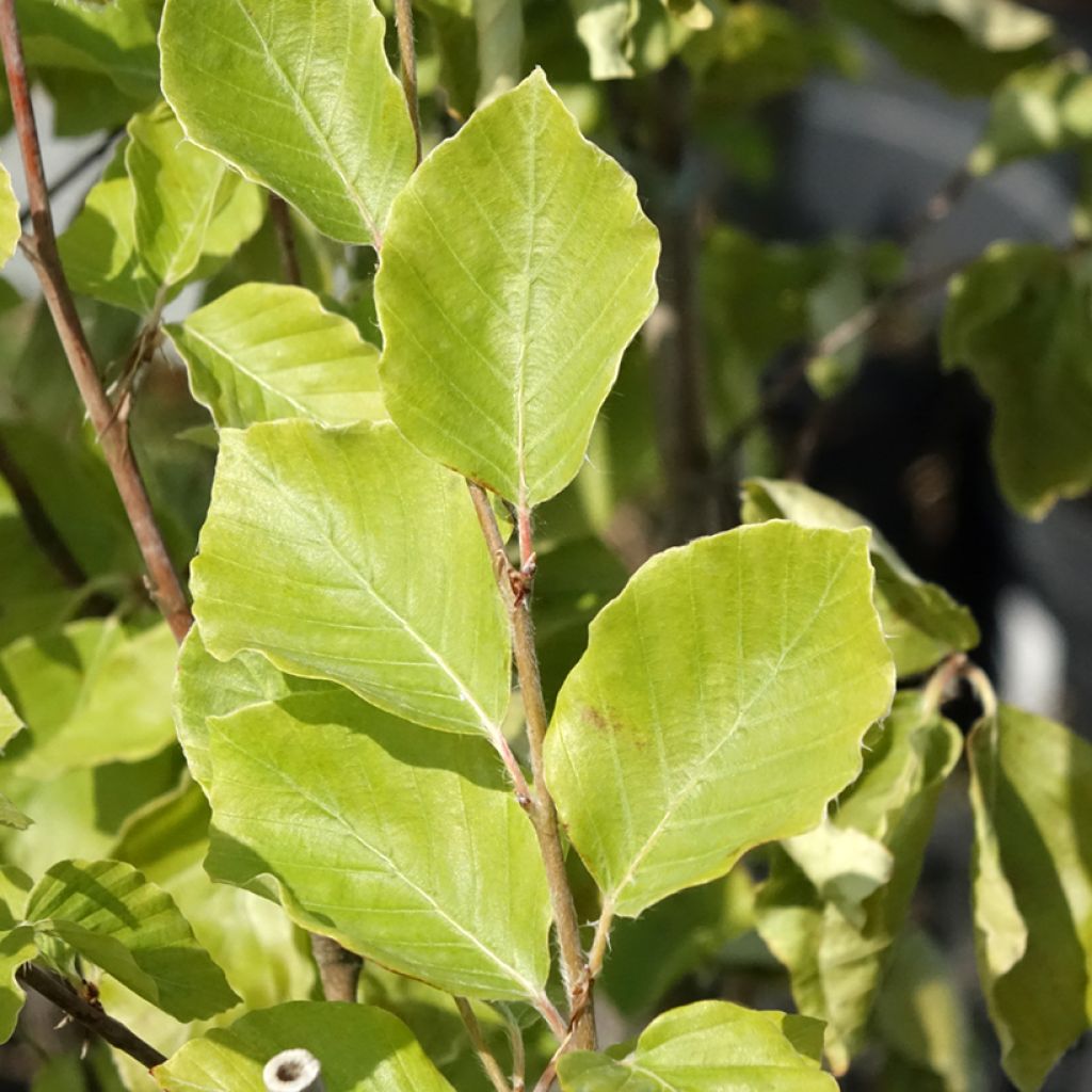 Fagus sylvatica Viridivariegata - Hêtre commun panaché de vert