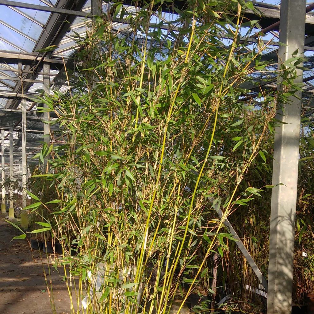 Fargesia denudata Lancaster 1 - Niet-woekerende bamboe