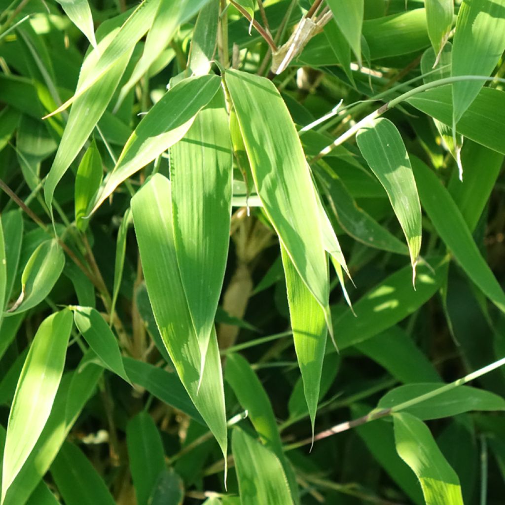 Fargesia murielae Ivory Ibis - Niet-woekerende bamboe