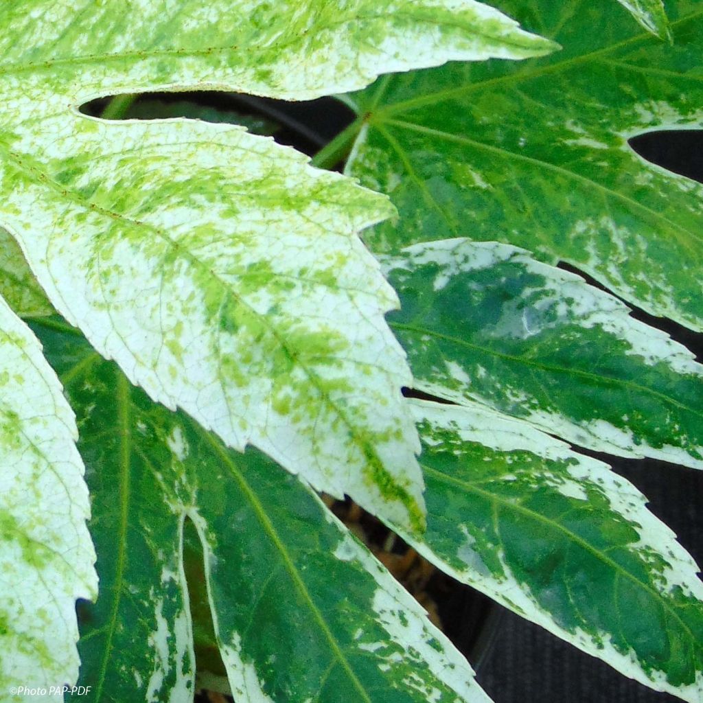 Fatsia japonica Spiders Web - Vingerplant