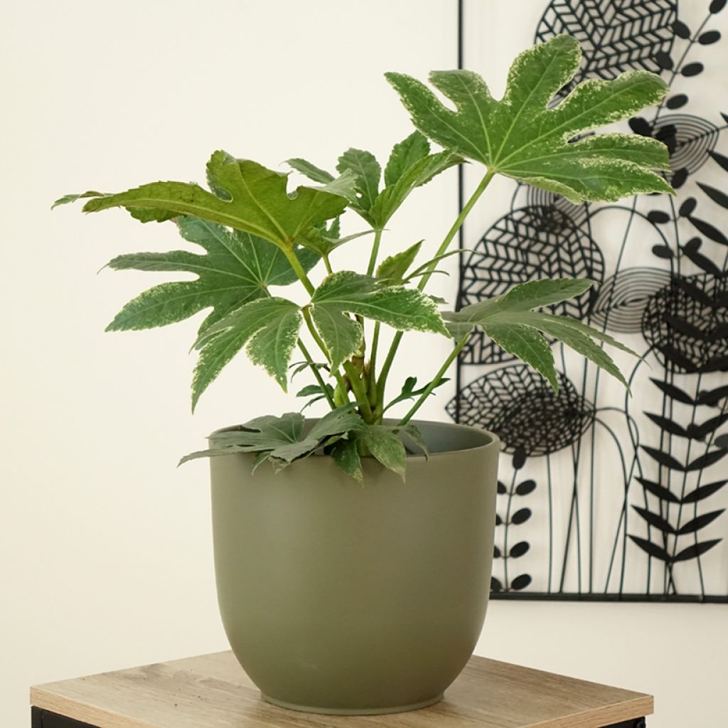 Fatsia japonica Spiders Web - Vingerplant