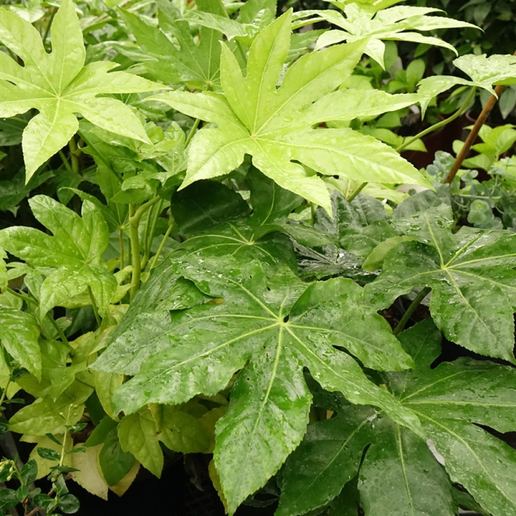Fatsia japonica - Vingerplant