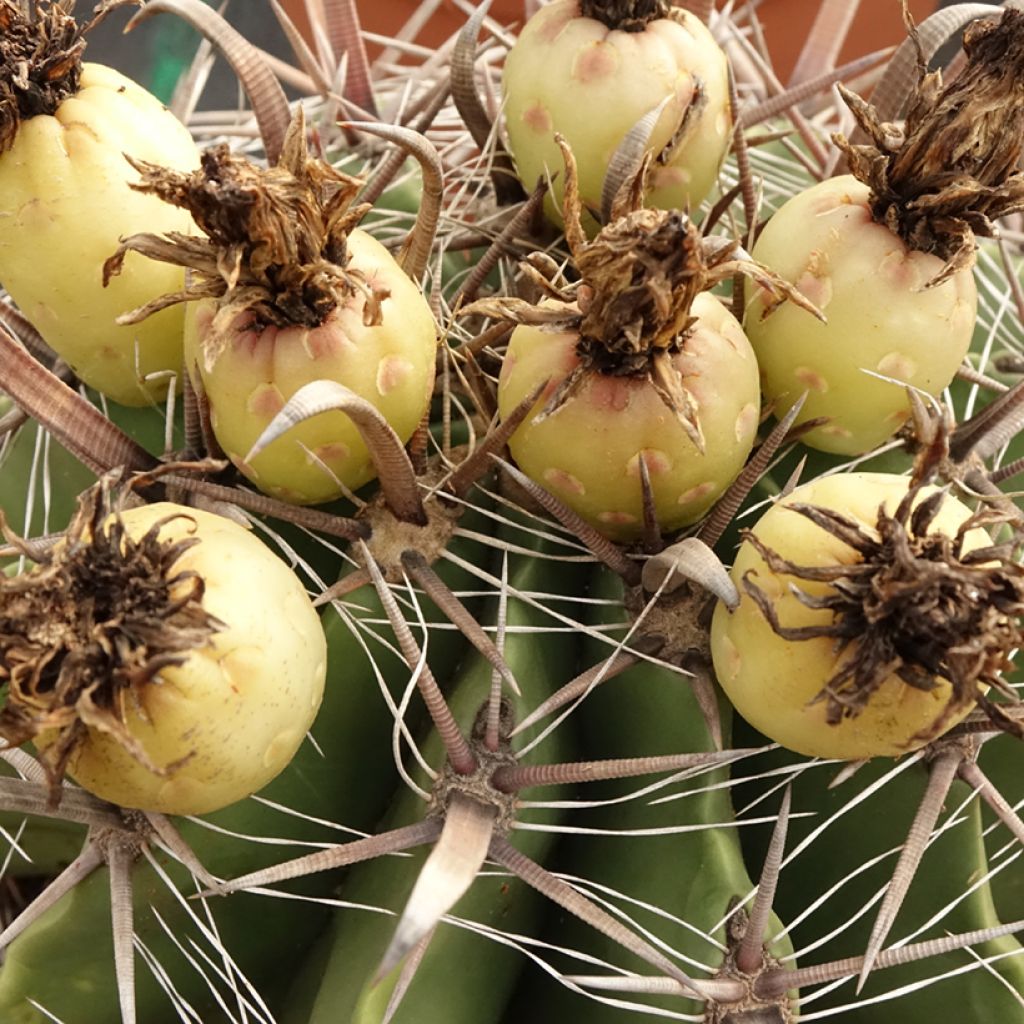 Ferocactus horridus - Vatcactus