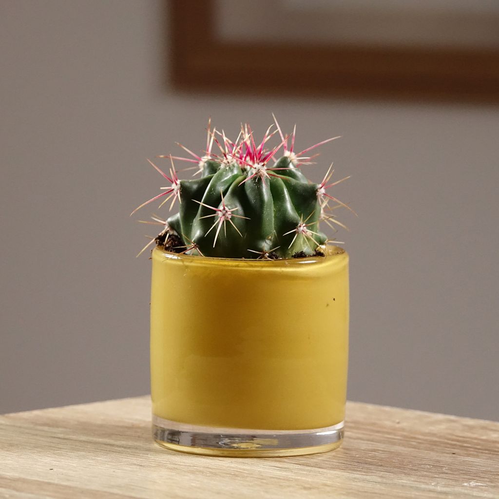 Ferocactus latispinus - Vatcactus