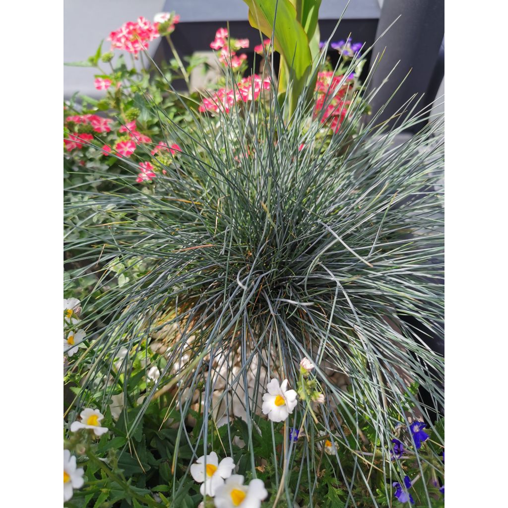 Festuca glauca Elijah Blue - Blauw schapengras