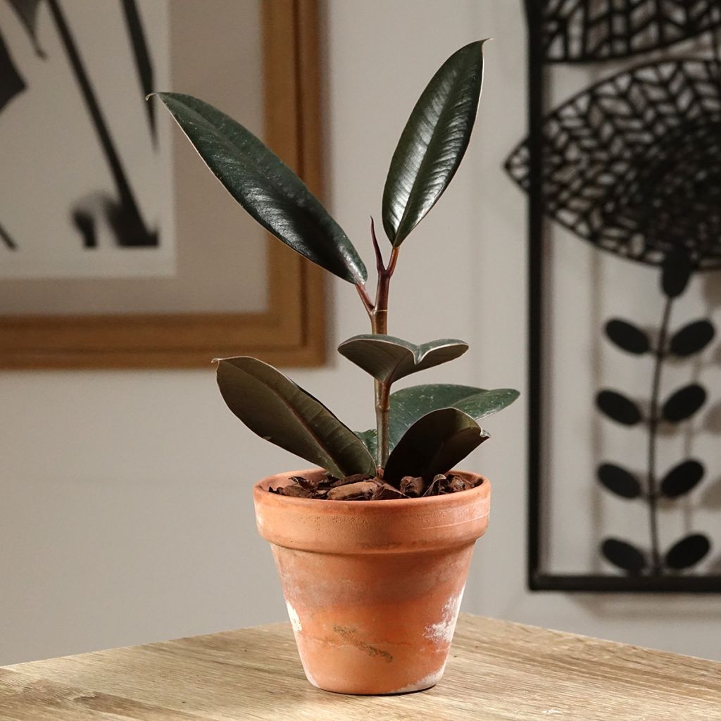 Ficus elastica Abidjan  - Rubberplant