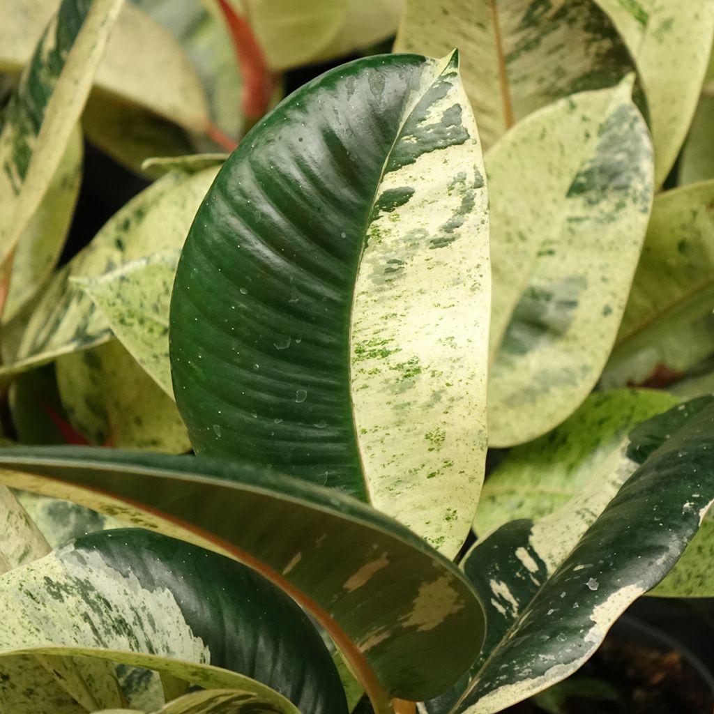 Ficus elastica Shivereana - Rubberplant