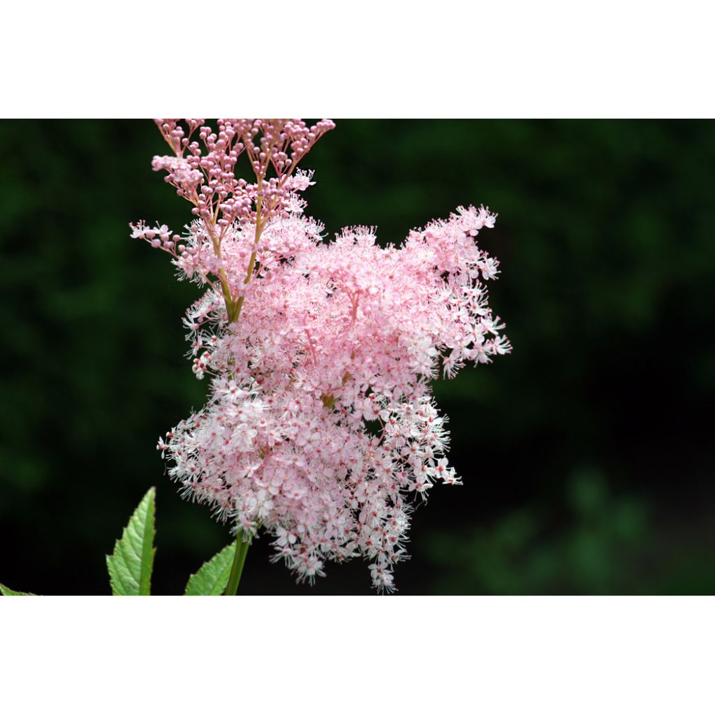 Filipendula rubra Venusta - Moerasspirea