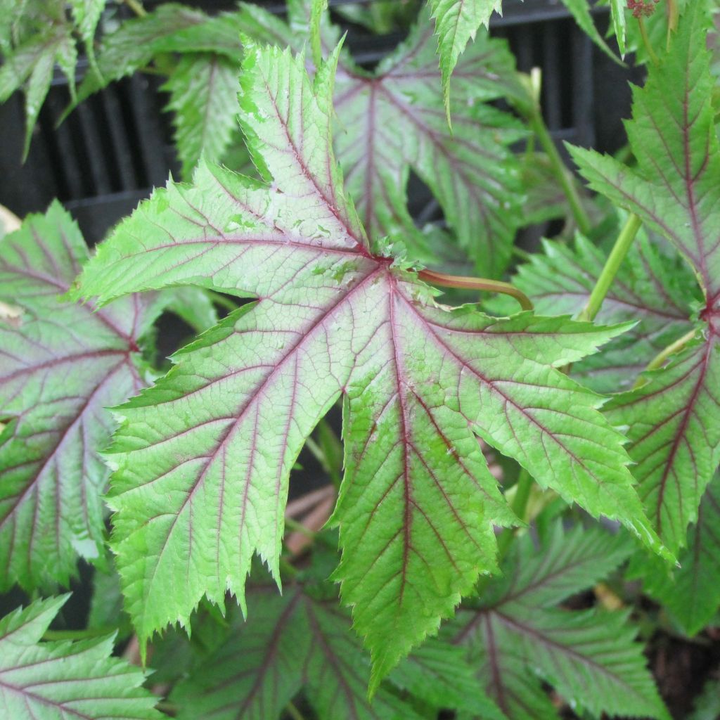 Filipendula Red Umbrellas - Moerasspirea