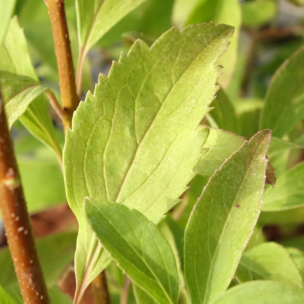 Forsythia intermedia Era - Mimosa de Paris panaché