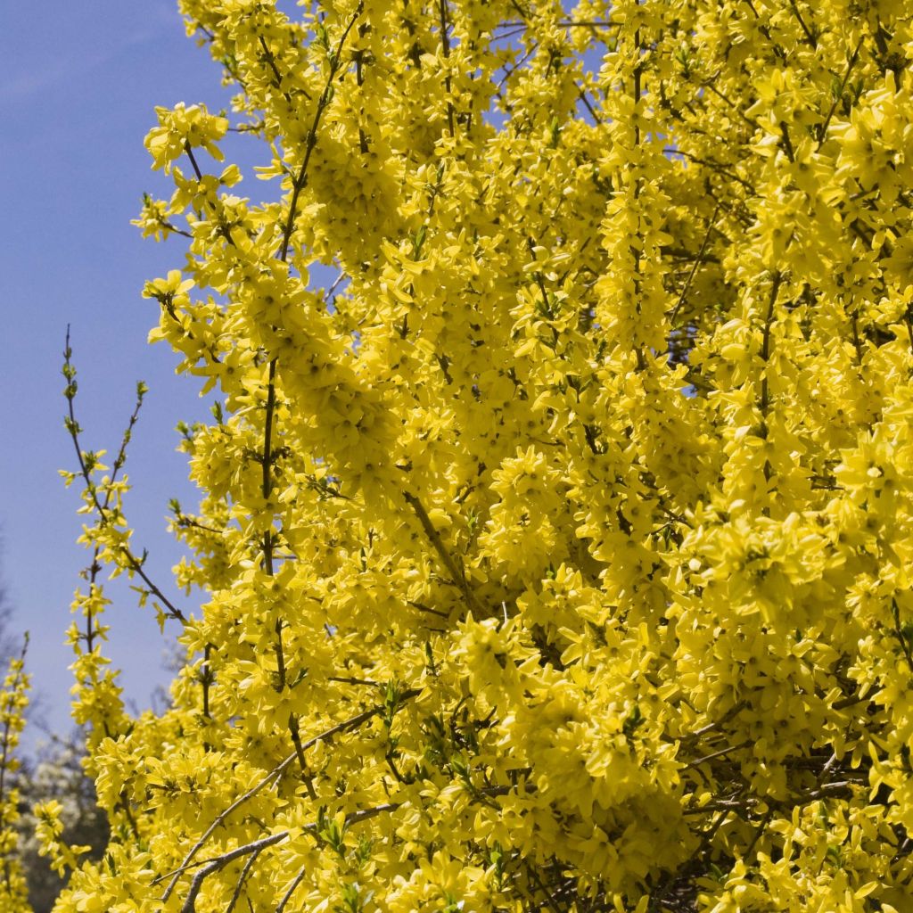 Forsythia Spectabilis - Chinees klokje