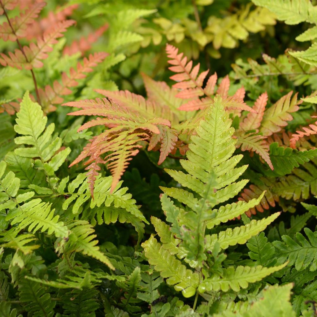 Dryopteris erythrosora - Herfstvaren