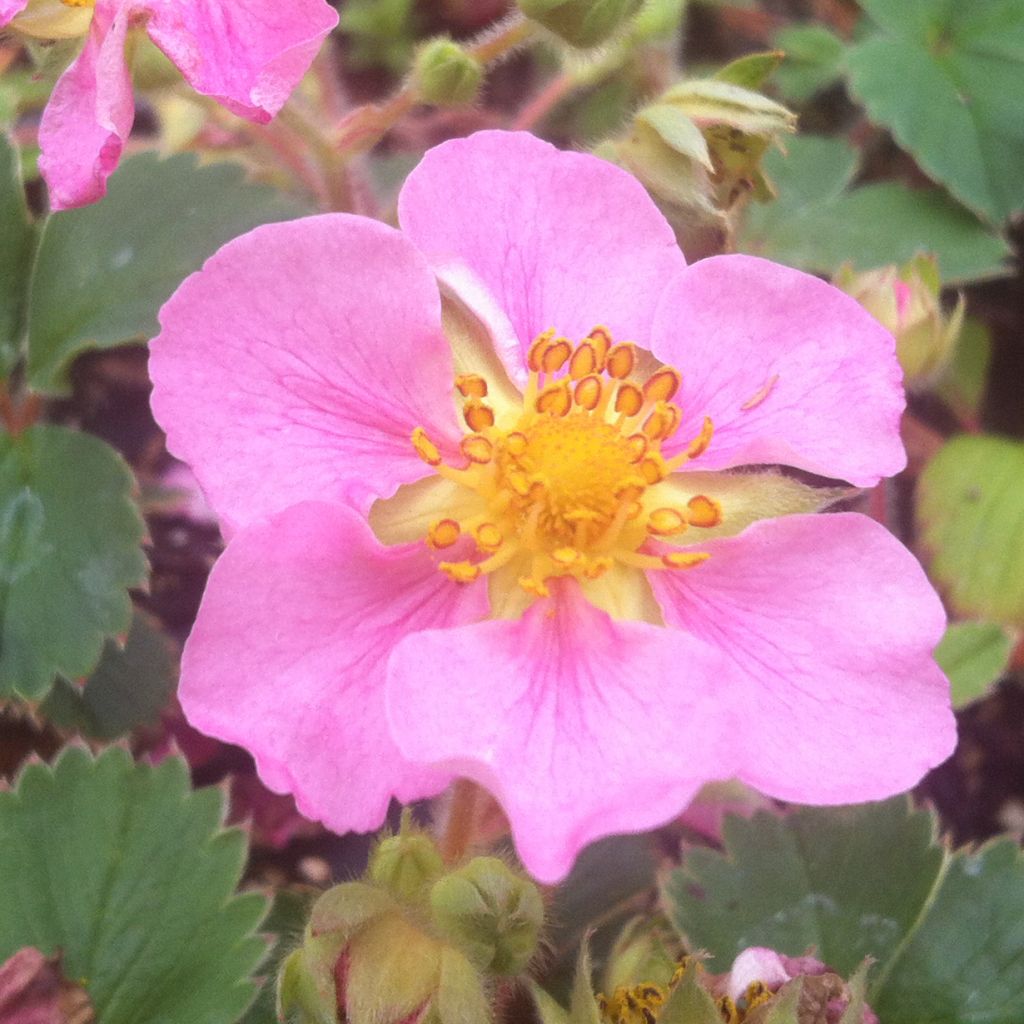 Fragaria Pink Panda - Aardbei