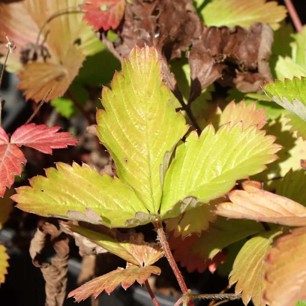 Fragaria vesca Rugen - Bosaardbei