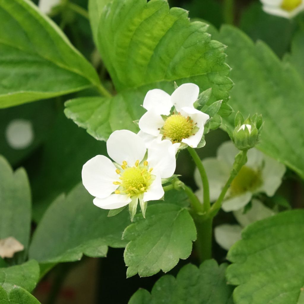 Aardbei Cijosée (doordragend)