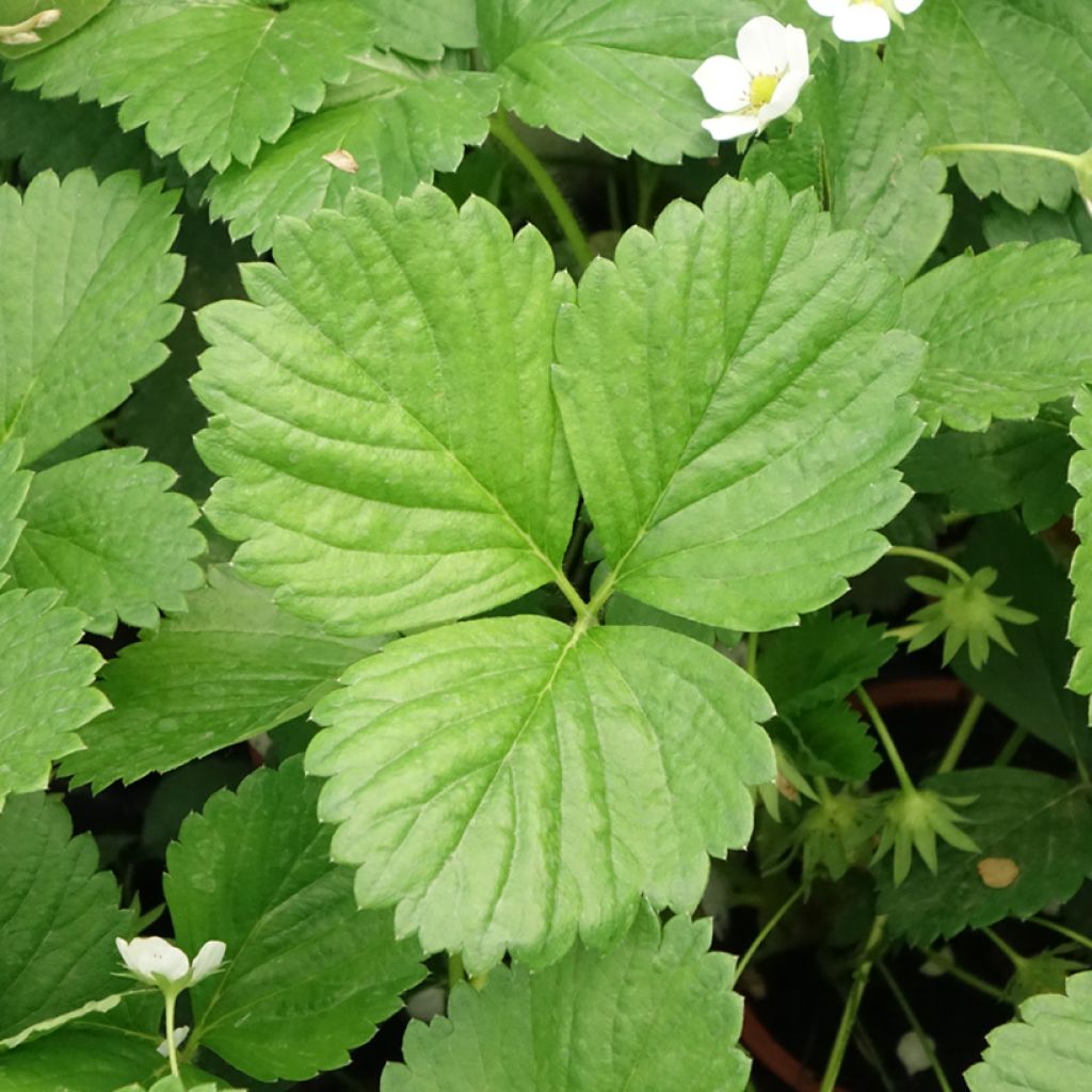 Aardbei Mara des Bois (doordragend)