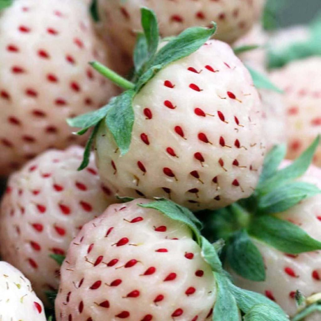 Aardbei White Pineberry