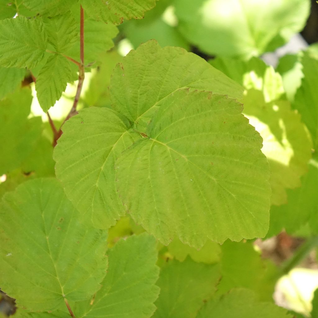 Zwarte framboos Black Jewel BIO