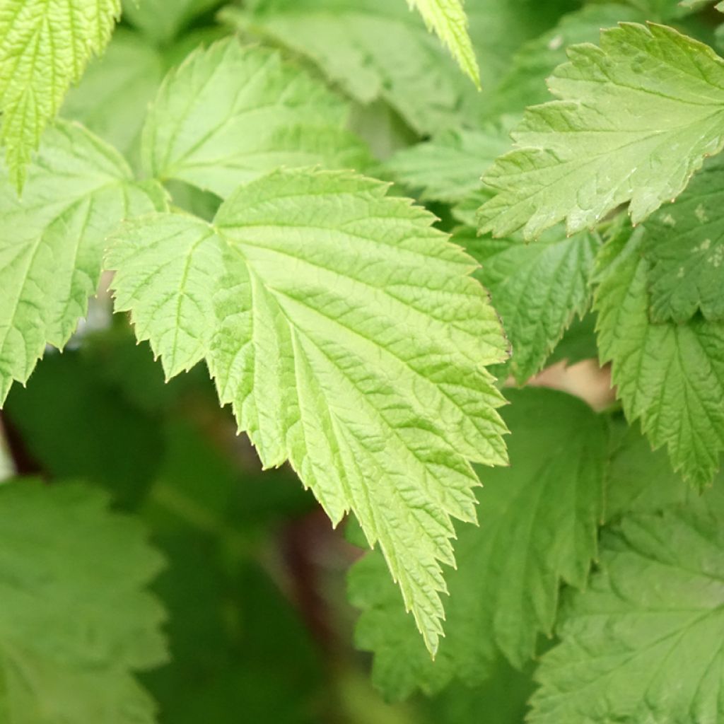 Zwarte framboos Black Jewel