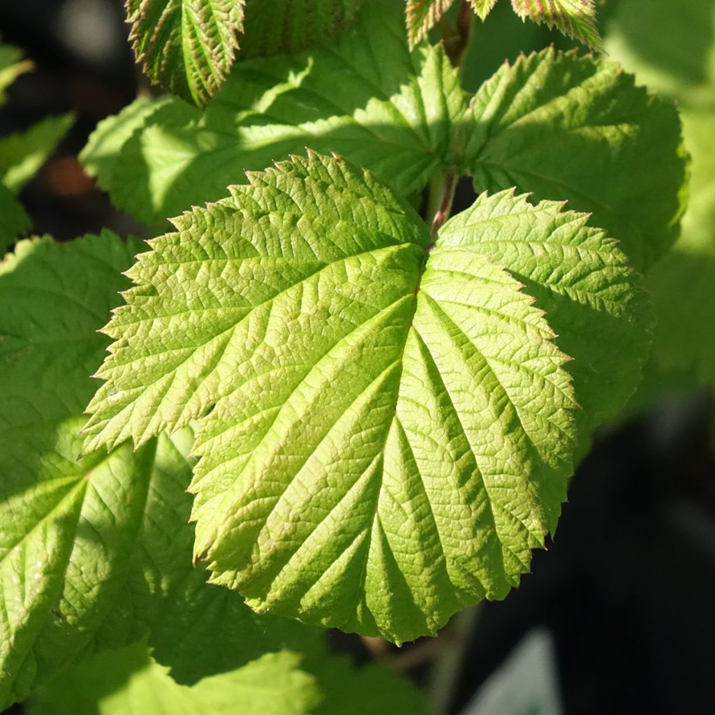 Framboos Glen Ample BIO