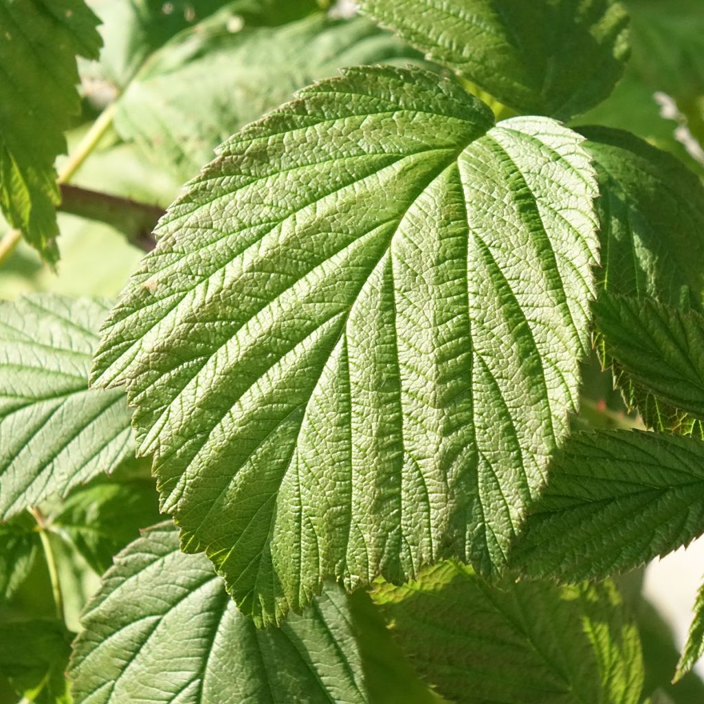 Framboos Heritage BIO (doordragend)