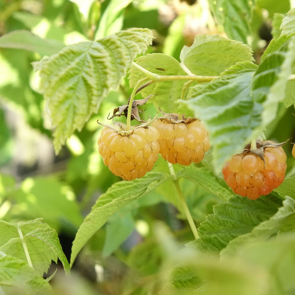 Dwergframboos Lowberry Little Orangelina