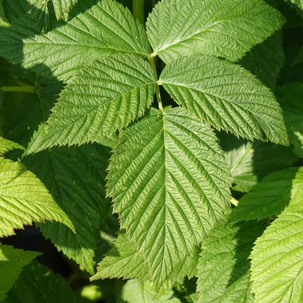 Framboos Parijs BIO (doordragend)