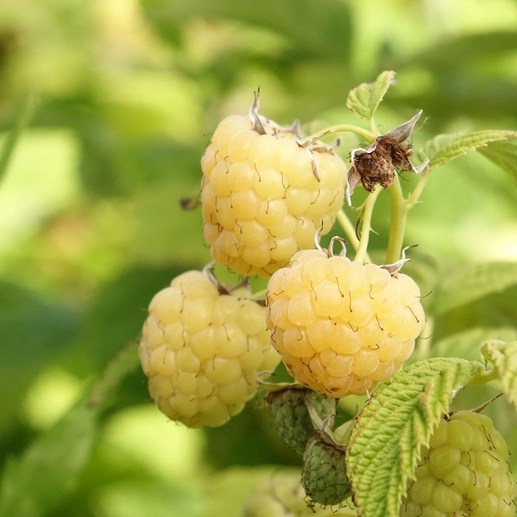 Herfstframboos Primeberry Autumn Sun