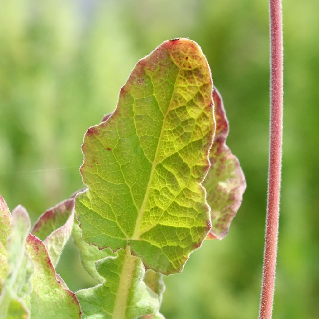 Francoa sonchifolia - Bruidskrans