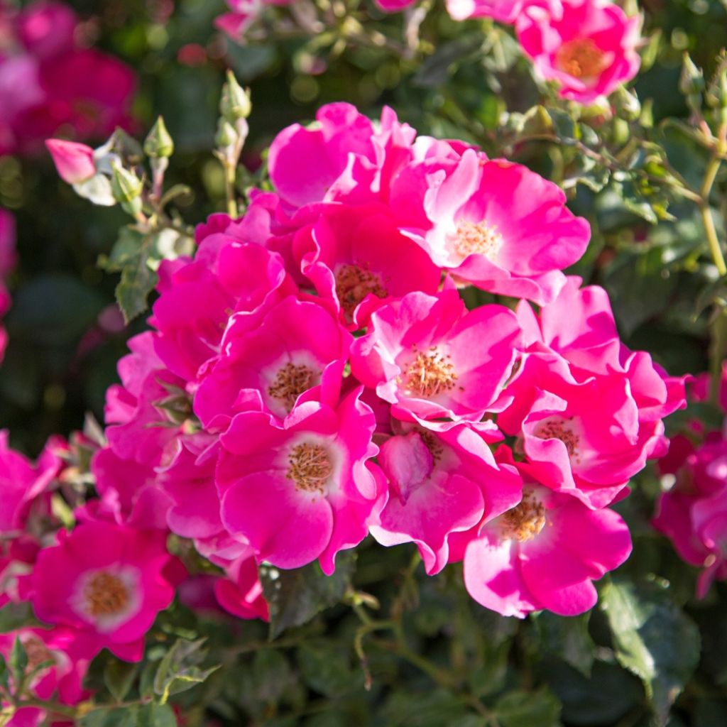 Rosa Friendly Purple - Polyantharoos