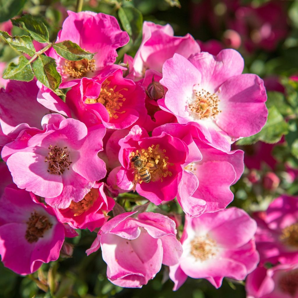 Rosa Friendly Purple - Polyantharoos