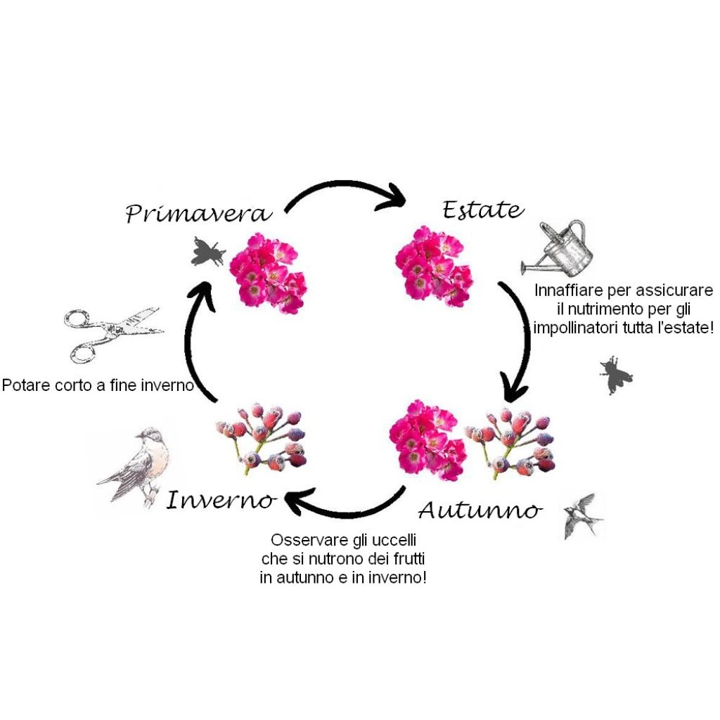 Rosa Friendly Sweet - Polyantharoos