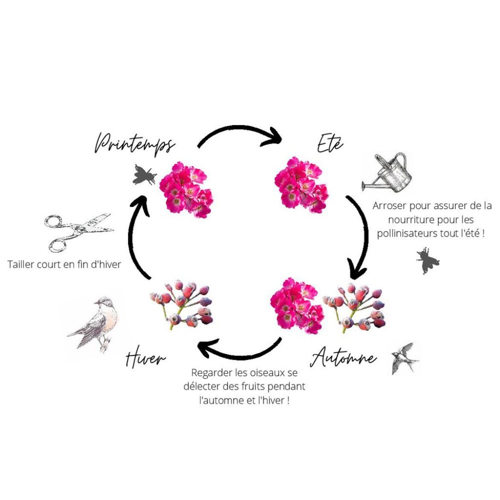 Rosa Friendly Pink - Polyantharoos