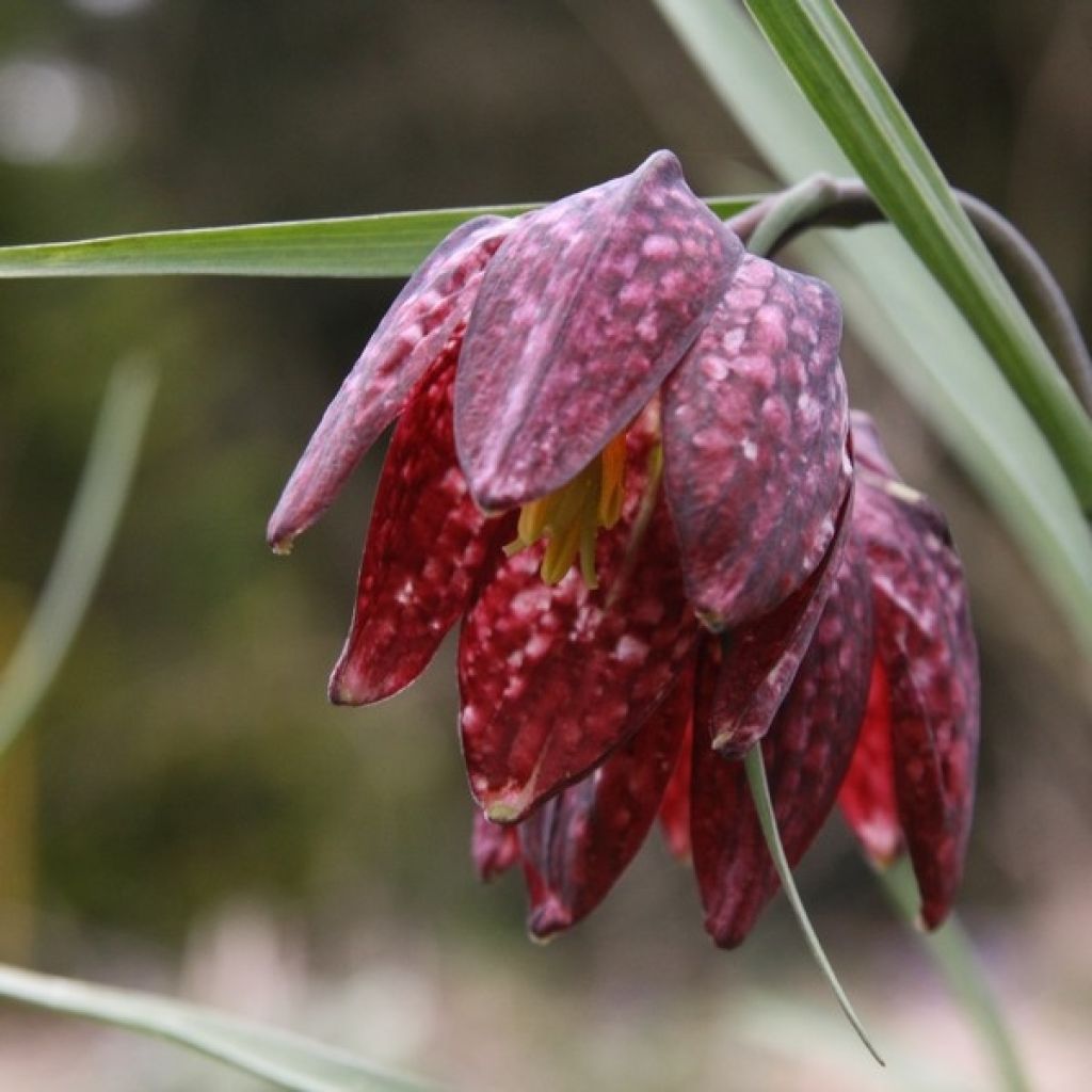 Fritillaria meleagris - Kievitsbloem