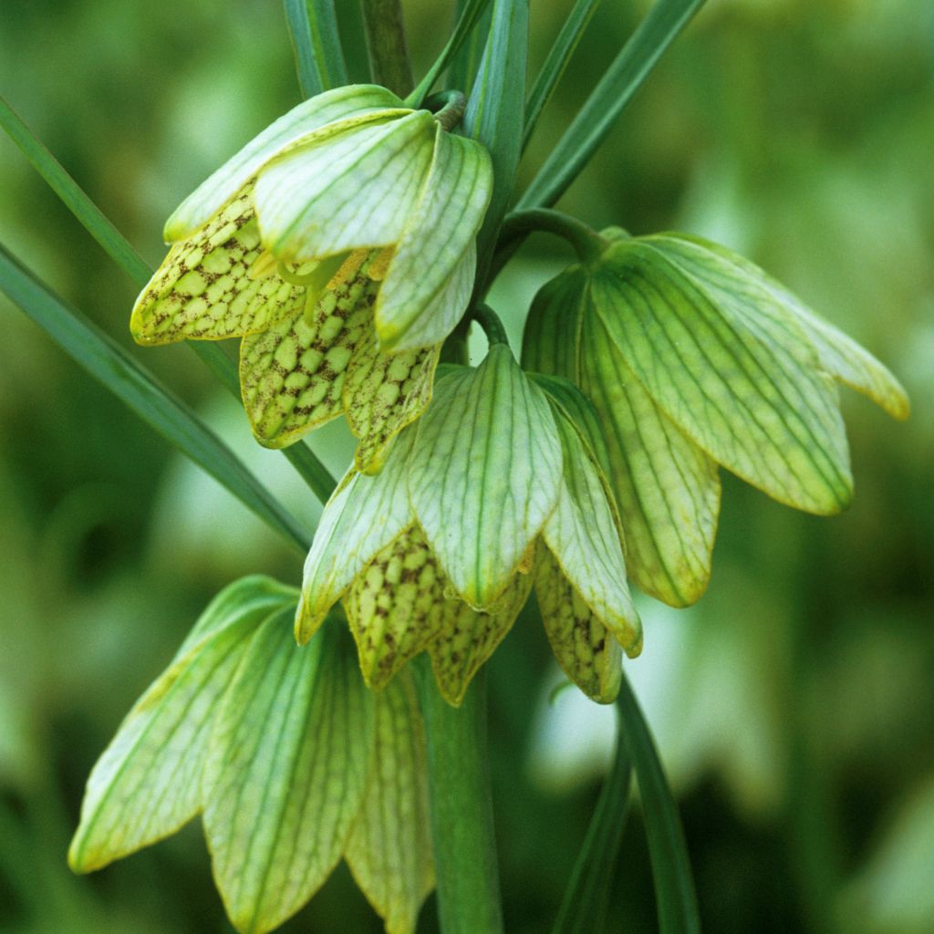 Fritillaria thunbergii - Kievitsbloem