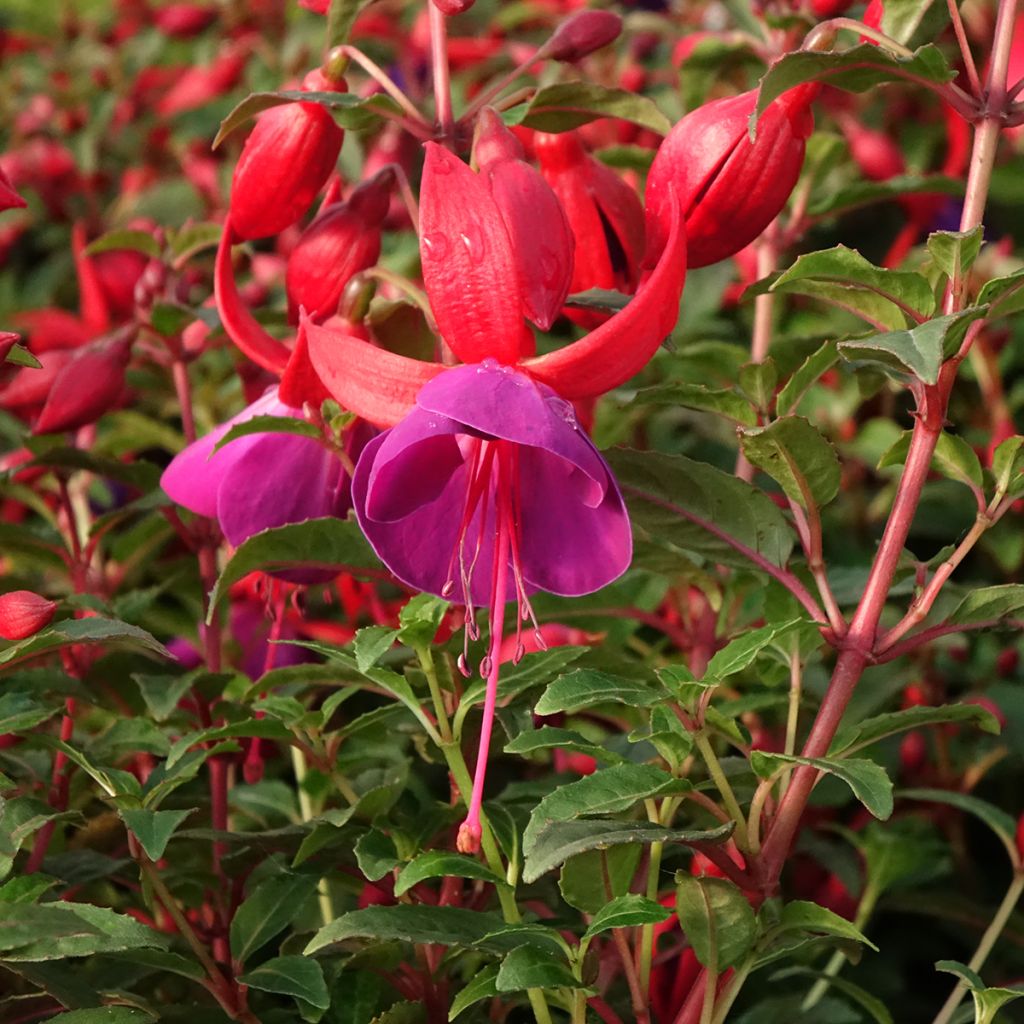 Fuchsia Bella Sacha - Bellenplant