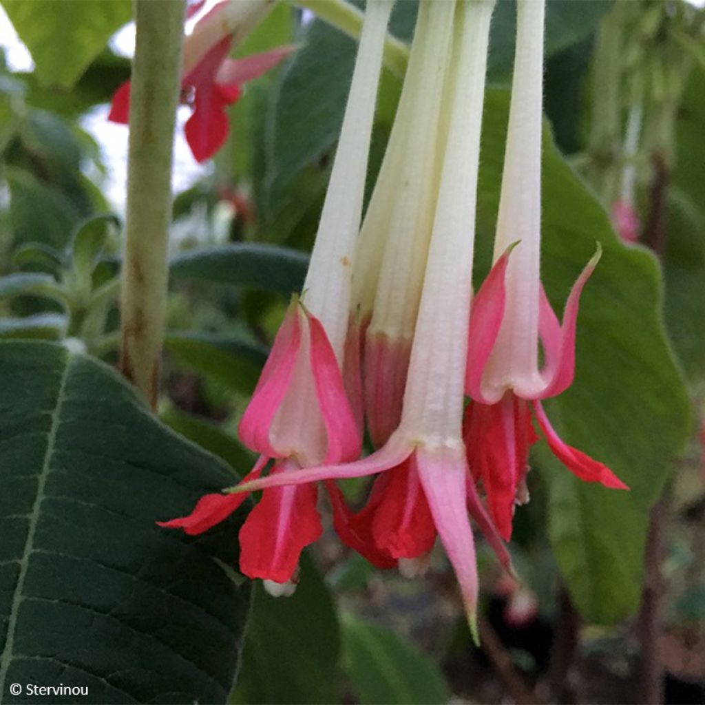 Fuchsia boliviana Alba - Bellenplant