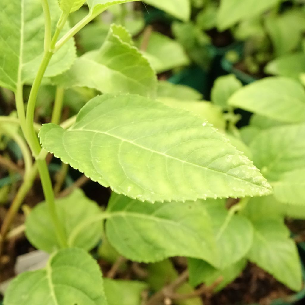 Phygelius aequalis Yellow Sovereign - Kaapse fuchsia