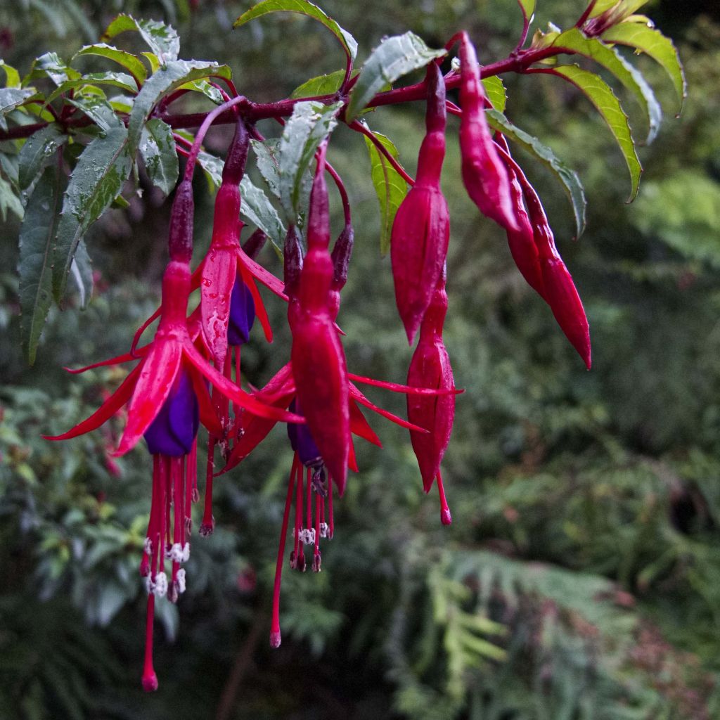Fuchsia magellanica Riccartonii - Winterharde fuchsia