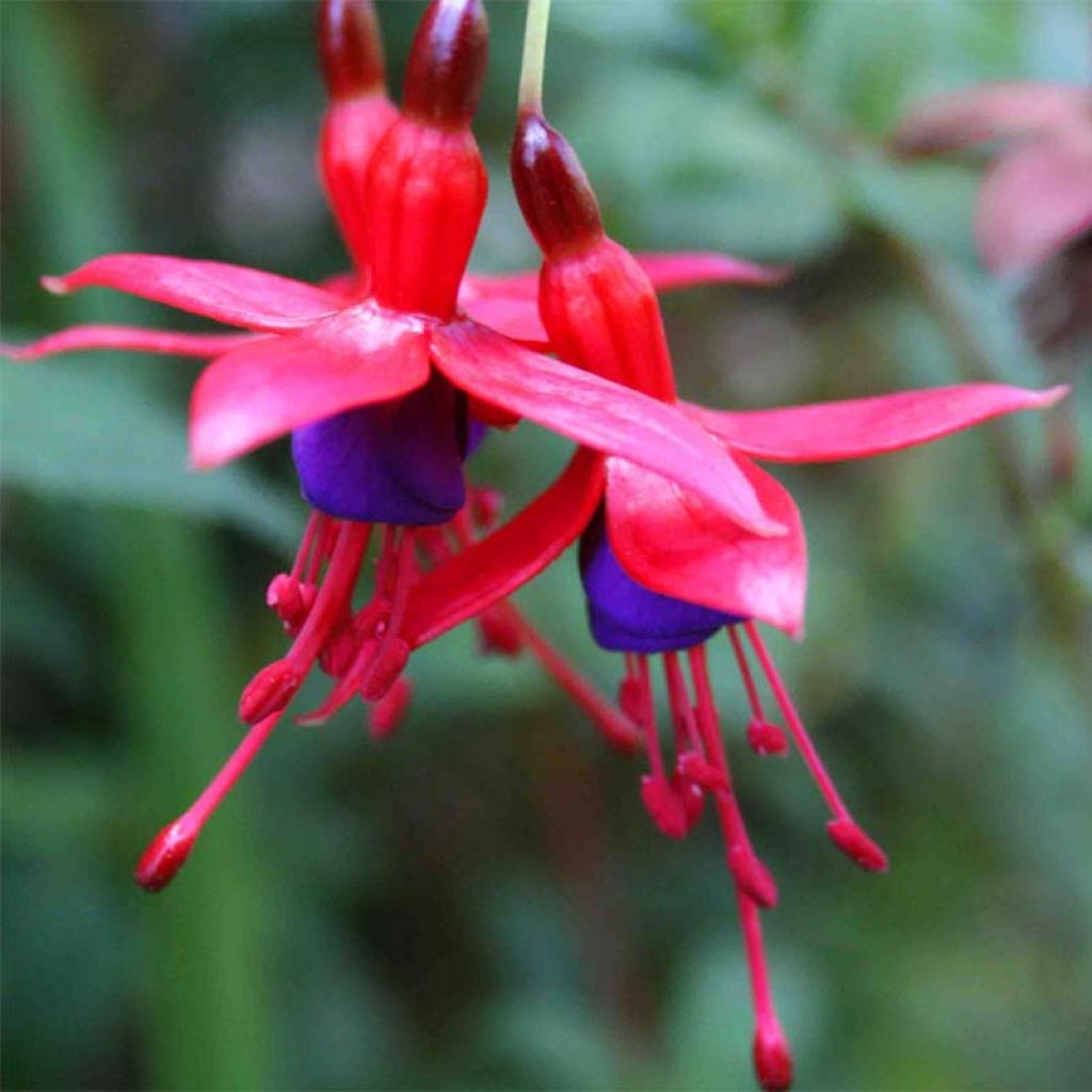 Fuchsia magellanica Riccartonii - Winterharde fuchsia