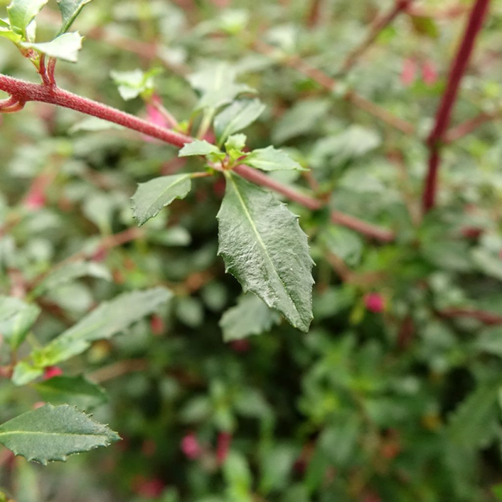 Fuchsia microphylla microphylla - Bellenplant