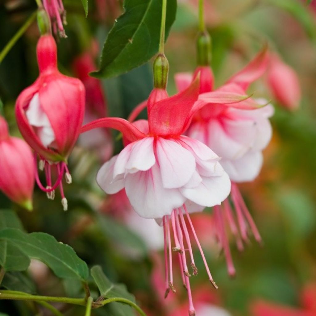 Fuchsia Sir Matt Busby - Bellenplant