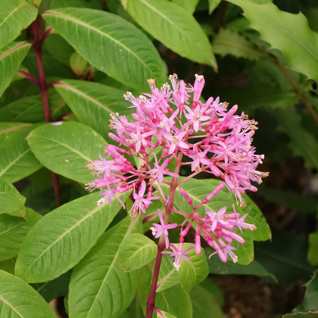 Fuchsia paniculata - Seringenfuchsia