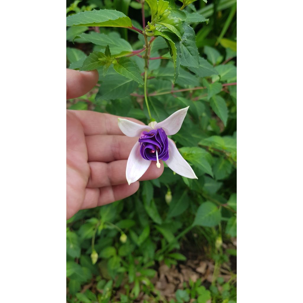 Fuchsia Blue Sarah - Winterharde fuchsia