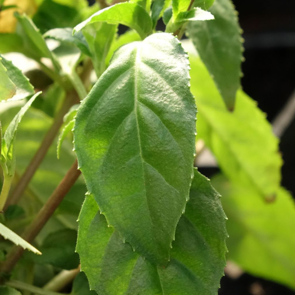 Fuchsia Constance - Bellenplant