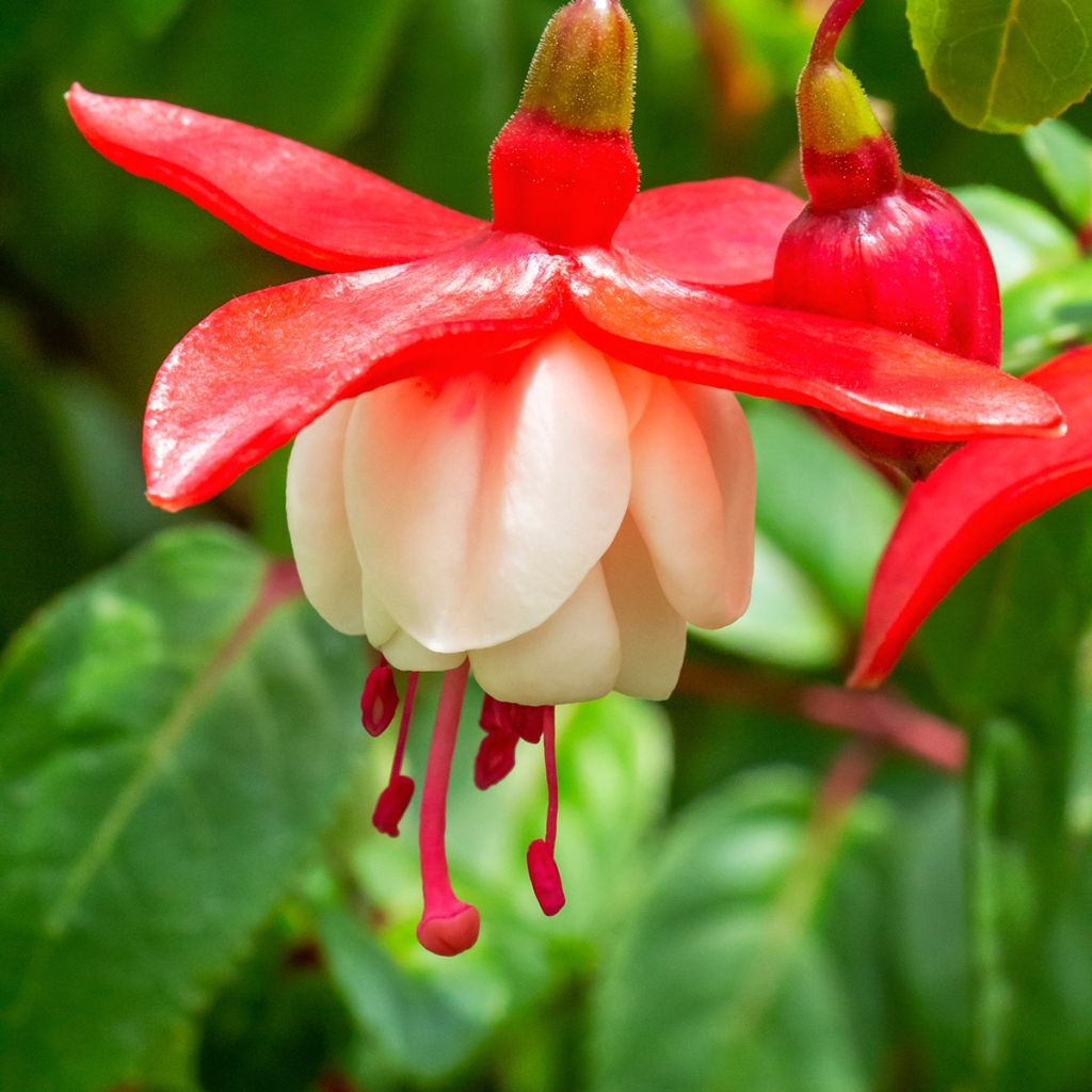 Fuchsia Sir Matt Busby - Bellenplant