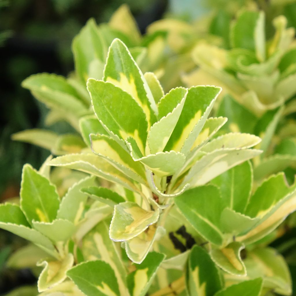 Euonymus japonicus Duc d'Anjou - Japanse kardinaalsmuts
