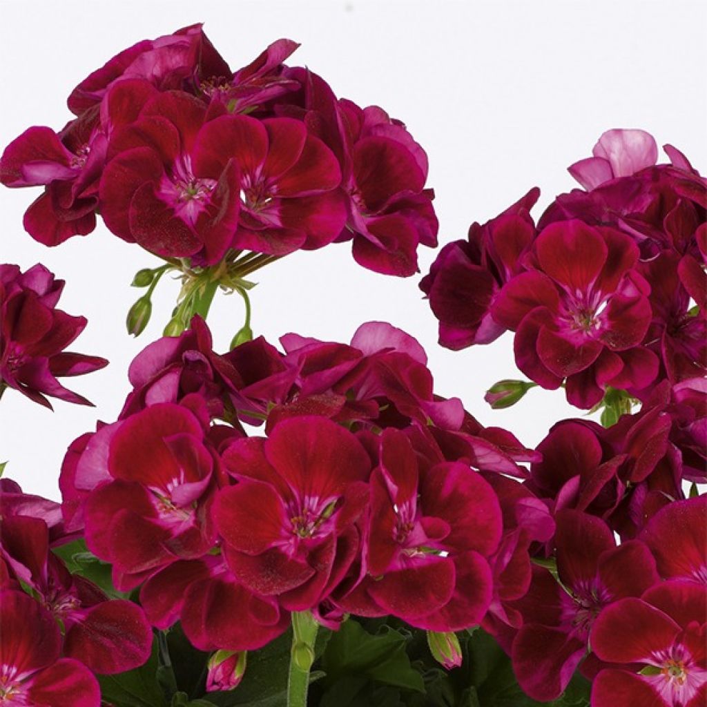 Pelargonium Flower Fairy Velvet - Zonale geranium