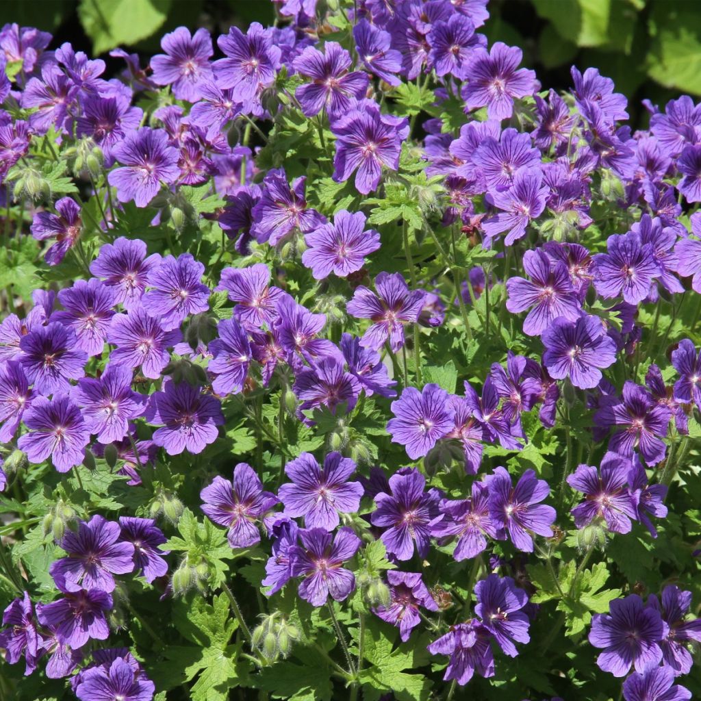 Geranium ibericum Vital - Ooievaarsbek