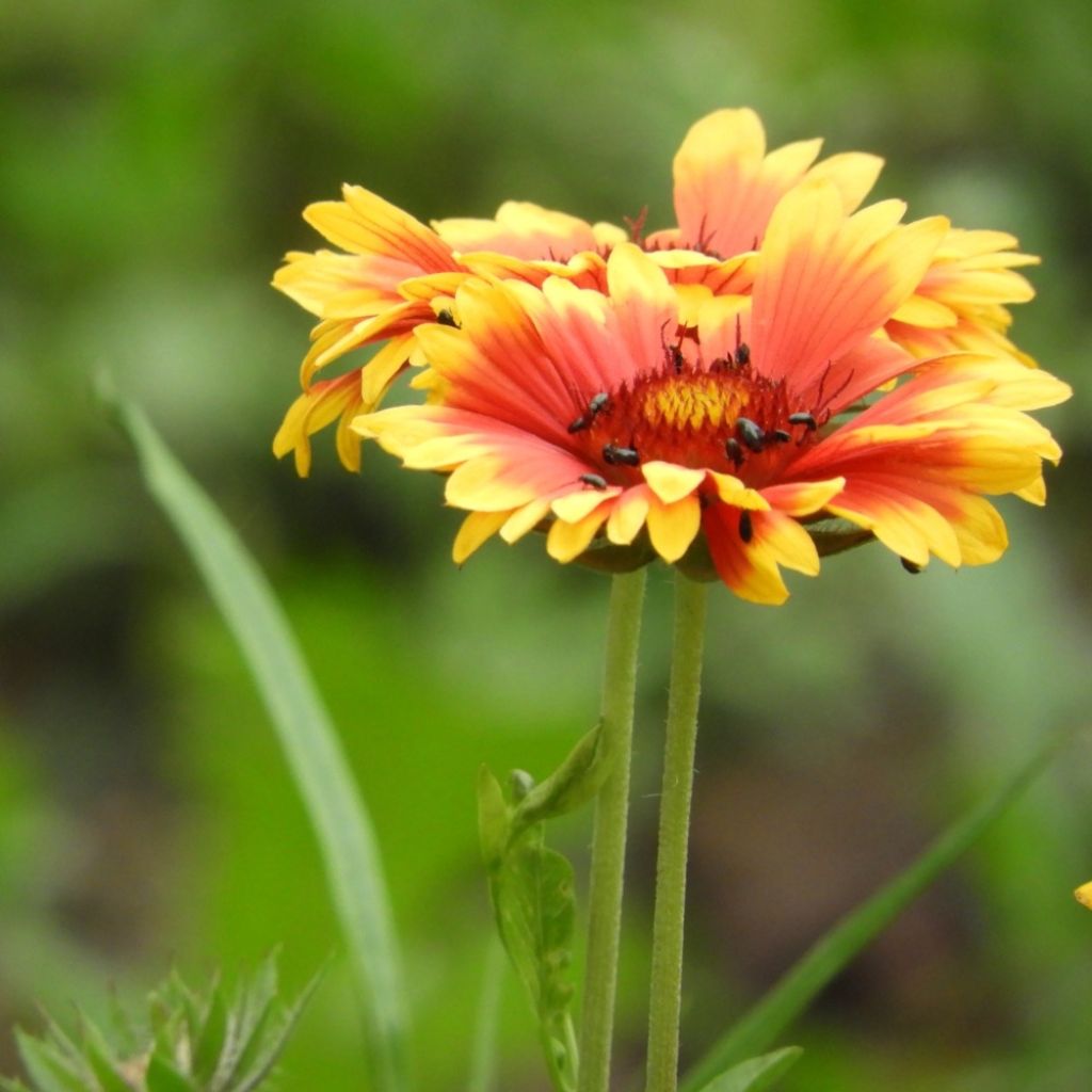 Gaillardia aristata Amber Wheels - Kokardebloem